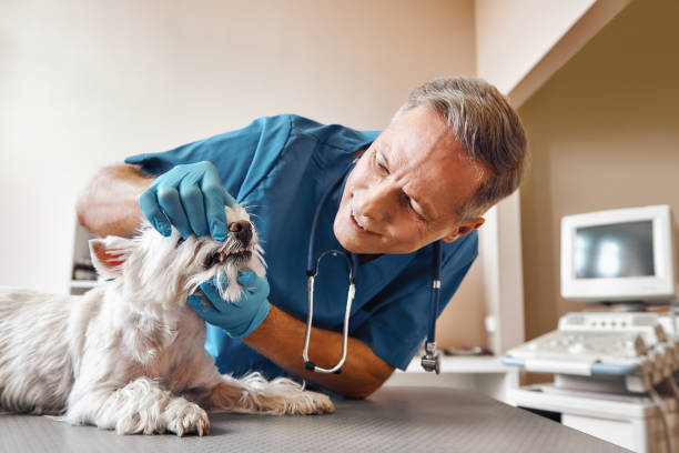 Best Emergency Root Canal Treatment in Berwick, LA