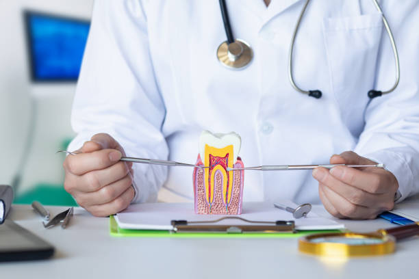 Best Emergency Orthodontic Repairs in Berwick, LA